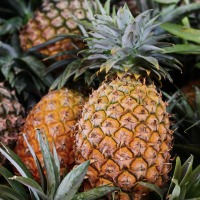 Pineapples Halt Harmful Gut Bacteria