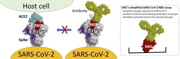 (RBD) of the spike protein of SARS-CoV-2  credit:UNC School of Medicine