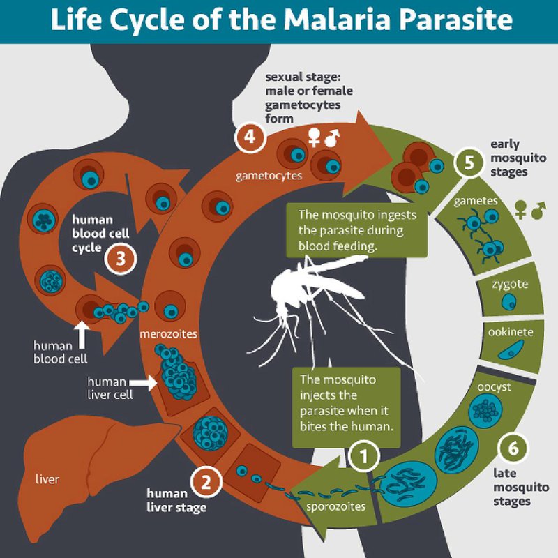This image shows the lifecycle of the malaria parasite in a person CreditNIAID.