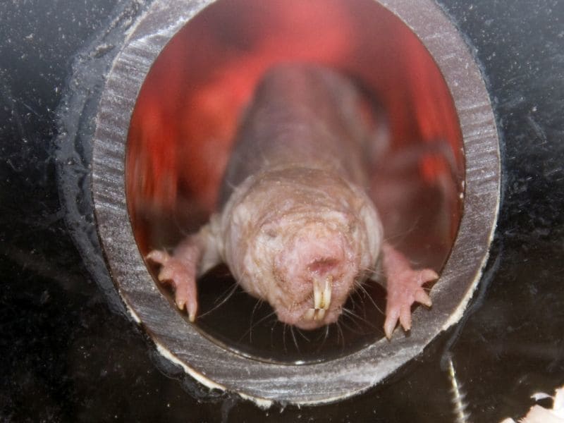 Longevity gene from naked mole rats extends lifespan of mice : News Center